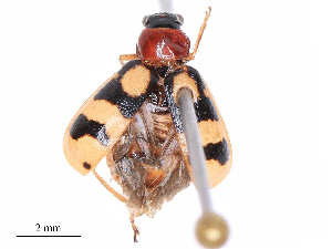  ( - CBG-B19596-H05)  @11 [ ] CreativeCommons - Attribution Share - Alike (2025) CBG Photography Group Centre for Biodiversity Genomics