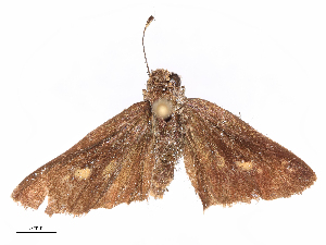  ( - CBG-B19602-C08)  @11 [ ] CreativeCommons - Attribution Share - Alike (2025) CBG Photography Group Centre for Biodiversity Genomics