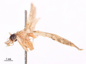  ( - CBG-B19602-E01)  @11 [ ] CreativeCommons - Attribution Share - Alike (2025) CBG Photography Group Centre for Biodiversity Genomics