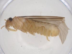  (Leucopitermes - CBG-B09971-D02)  @11 [ ] CreativeCommons - Attribution Share - Alike (2025) Centre for Biodiversity Genomics Centre for Biodiversity Genomics