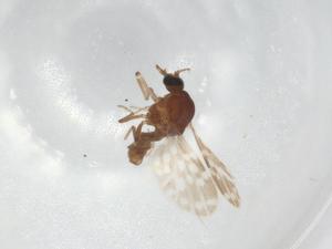  ( - BIOUG93489-E12)  @11 [ ] CreativeCommons - Attribution (2022) Centre for Biodiversity Genomics Centre for Biodiversity Genomics