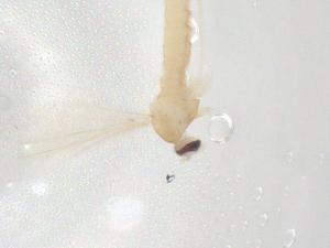  ( - BIOUG93500-A04)  @11 [ ] CreativeCommons - Attribution (2022) Centre for Biodiversity Genomics Centre for Biodiversity Genomics