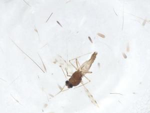  ( - CBG-A11639-A12)  @11 [ ] CreativeCommons - Attribution Share - Alike (2023) Centre for Biodiversity Genomics Centre for Biodiversity Genomics