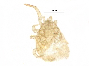  (Amblyseius sp. JCS05 - BIOUG30692-D10)  @11 [ ] CreativeCommons - Attribution (2017) CBG Photography Group Centre for Biodiversity Genomics