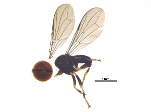  (Microcephalops sp. PNG1 - BIOUG30713-B02)  @11 [ ] CreativeCommons - Attribution (2017) CBG Photography Group Centre for Biodiversity Genomics