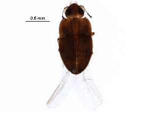  (Propalticus - BIOUG30735-A02)  @14 [ ] CreativeCommons - Attribution (2017) CBG Photography Group Centre for Biodiversity Genomics