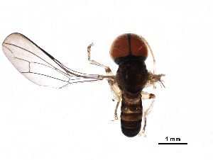  (Microcephalops sp. PNG2 - BIOUG30672-B05)  @11 [ ] CreativeCommons - Attribution (2017) CBG Photography Group Centre for Biodiversity Genomics