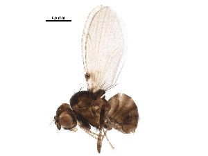  (Dettopsomyia - BIOUG38092-D10)  @11 [ ] CreativeCommons - Attribution (2018) CBG Photography Group Centre for Biodiversity Genomics