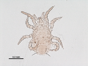  ( - BIOUG39432-A06)  @11 [ ] CreativeCommons - Attribution (2019) CBG Photography Group Centre for Biodiversity Genomics