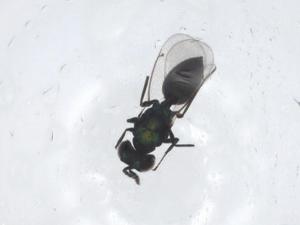  ( - CBG-A15968-C02)  @11 [ ] CreativeCommons - Attribution Share - Alike (2023) Centre for Biodiversity Genomics Centre for Biodiversity Genomics