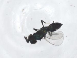  ( - CBG-A15983-A03)  @11 [ ] CreativeCommons - Attribution Share - Alike (2023) Centre for Biodiversity Genomics Centre for Biodiversity Genomics