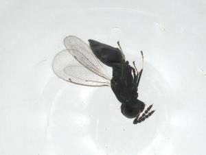  ( - CBG-A15984-E12)  @11 [ ] CreativeCommons - Attribution Share - Alike (2023) Centre for Biodiversity Genomics Centre for Biodiversity Genomics