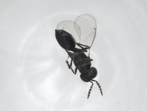  ( - CBG-A15985-G12)  @11 [ ] CreativeCommons - Attribution Share - Alike (2023) Centre for Biodiversity Genomics Centre for Biodiversity Genomics