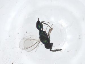  ( - CBG-A15995-G11)  @11 [ ] CreativeCommons - Attribution Share - Alike (2023) Centre for Biodiversity Genomics Centre for Biodiversity Genomics