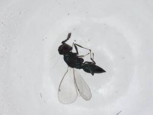  ( - CBG-A15997-C06)  @11 [ ] CreativeCommons - Attribution Share - Alike (2023) Centre for Biodiversity Genomics Centre for Biodiversity Genomics