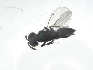  ( - CBG-A16002-B01)  @11 [ ] CreativeCommons - Attribution Share - Alike (2023) Centre for Biodiversity Genomics Centre for Biodiversity Genomics