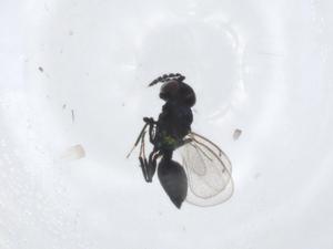  ( - CBG-A16008-E08)  @11 [ ] CreativeCommons - Attribution Share - Alike (2023) Centre for Biodiversity Genomics Centre for Biodiversity Genomics