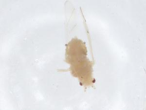  ( - CBG-A16034-E10)  @11 [ ] CreativeCommons - Attribution Share - Alike (2023) Centre for Biodiversity Genomics Centre for Biodiversity Genomics