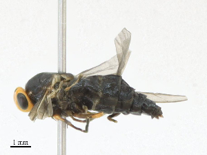  ( - CBG-A16685-G11)  @11 [ ] CreativeCommons - Attribution Share - Alike (2023) CBG Photography Group Centre for Biodiversity Genomics