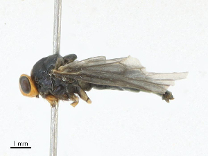  ( - CBG-A16685-G12)  @11 [ ] CreativeCommons - Attribution Share - Alike (2023) CBG Photography Group Centre for Biodiversity Genomics