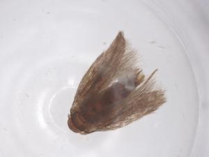  (Elachista archaeonoma - CBG-B10763-A06)  @11 [ ] CreativeCommons - Attribution Share - Alike (2025) Centre for Biodiversity Genomics Centre for Biodiversity Genomics