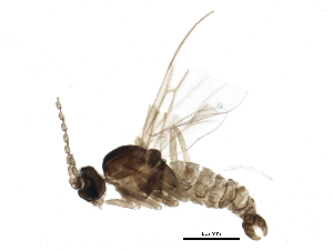  ( - BIOUG15464-A04)  @12 [ ] CreativeCommons - Attribution (2015) CBG Photography Group Centre for Biodiversity Genomics