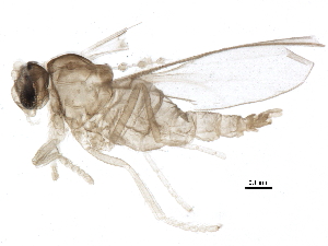  (Peromyia caricis - BIOUG15597-E12)  @12 [ ] CreativeCommons - Attribution (2015) CBG Photography Group Centre for Biodiversity Genomics