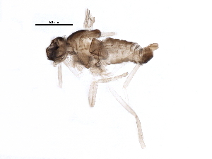  (Peromyia ramosa - BIOUG15652-G10)  @12 [ ] CreativeCommons - Attribution (2015) CBG Photography Group Centre for Biodiversity Genomics