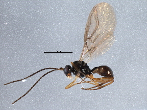  (Exotela nr. hera 1 - BIOUG15657-G11)  @14 [ ] CreativeCommons - Attribution (2015) CBG Photography Group Centre for Biodiversity Genomics