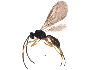  (Chorebus uma - BIOUG15672-A03)  @14 [ ] CreativeCommons - Attribution (2015) CBG Photography Group Centre for Biodiversity Genomics