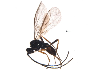  (Chorebus nr. difficilis 4 - BIOUG15673-G10)  @14 [ ] CreativeCommons - Attribution (2015) CBG Photography Group Centre for Biodiversity Genomics