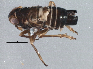  (Javesella forcipata - BIOUG15680-F06)  @14 [ ] CreativeCommons - Attribution (2015) CBG Photography Group Centre for Biodiversity Genomics