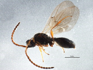 (Aneurhynchus oviventris - BIOUG15768-F07)  @13 [ ] CreativeCommons - Attribution (2015) CBG Photography Group Centre for Biodiversity Genomics