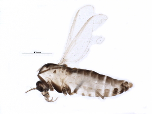  (Pseudosmittia sp. 4ES - BIOUG15796-H06)  @13 [ ] CreativeCommons - Attribution (2015) CBG Photography Group Centre for Biodiversity Genomics