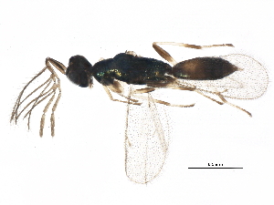  ( - BIOUG15955-G11)  @11 [ ] CreativeCommons - Attribution (2015) CBG Photography Group Centre for Biodiversity Genomics
