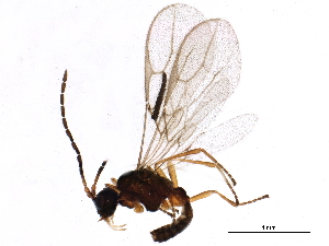  ( - BIOUG15959-E01)  @13 [ ] CreativeCommons - Attribution (2015) CBG Photography Group Centre for Biodiversity Genomics