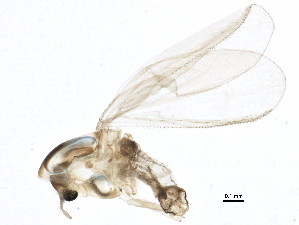  ( - BIOUG16208-C06)  @12 [ ] CreativeCommons - Attribution (2015) CBG Photography Group Centre for Biodiversity Genomics