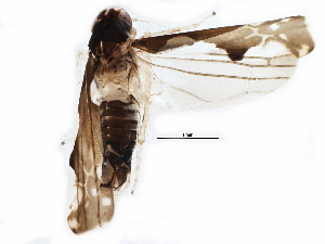  (Eupteryx vittata - BIOUG16181-F01)  @12 [ ] CreativeCommons - Attribution (2015) CBG Photography Group Centre for Biodiversity Genomics