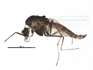  (Paracricotopus sturae - BIOUG16260-E10)  @13 [ ] CreativeCommons - Attribution (2015) CBG Photography Group Centre for Biodiversity Genomics