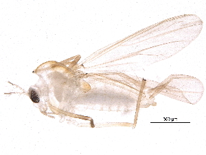  ( - BIOUG16332-E11)  @12 [ ] CreativeCommons - Attribution (2015) CBG Photography Group Centre for Biodiversity Genomics
