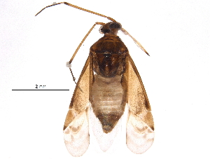  (Pinalitus cervinus - BIOUG16397-G10)  @13 [ ] CreativeCommons - Attribution (2015) CBG Photography Group Centre for Biodiversity Genomics
