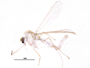  ( - BIOUG16430-C11)  @13 [ ] CreativeCommons - Attribution (2015) CBG Photography Group Centre for Biodiversity Genomics