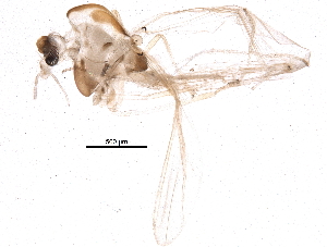  ( - BIOUG16432-G03)  @12 [ ] CreativeCommons - Attribution (2015) CBG Photography Group Centre for Biodiversity Genomics