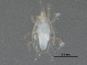  (Amblyseius sp. JCS08 - BIOUG15752-C02)  @13 [ ] CreativeCommons - Attribution (2016) CBG Photography Group Centre for Biodiversity Genomics