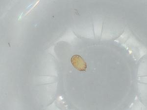  ( - BIOUG65573-C09)  @11 [ ] CreativeCommons - Attribution (2021) Centre for Biodiversity Genomics Centre for Biodiversity Genomics