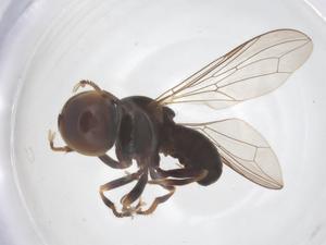  ( - BIOUG24119-A02)  @11 [ ] CreativeCommons - Attribution Share - Alike (2025) Centre for Biodiversity Genomics Centre for Biodiversity Genomics