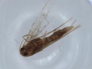  ( - BIOUG65477-D04)  @11 [ ] CreativeCommons - Attribution (2021) Centre for Biodiversity Genomics Centre for Biodiversity Genomics