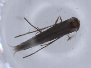  ( - BIOUG65457-C06)  @11 [ ] CreativeCommons - Attribution (2021) Centre for Biodiversity Genomics Centre for Biodiversity Genomics