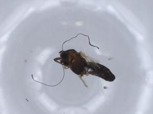  ( - BIOUG65591-C04)  @12 [ ] CreativeCommons - Attribution (2021) Centre for Biodiversity Genomics Centre for Biodiversity Genomics