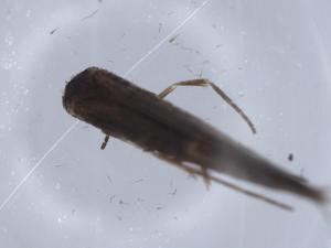  ( - BIOUG65655-F08)  @11 [ ] CreativeCommons - Attribution (2021) Centre for Biodiversity Genomics Centre for Biodiversity Genomics